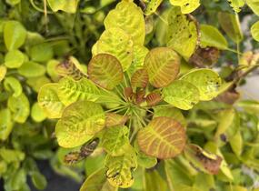 Ruj vlasatá 'Golden Lady' - Cotinus coggygria 'Golden Lady'