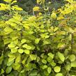 Ruj vlasatá 'Golden Lady' - Cotinus coggygria 'Golden Lady'