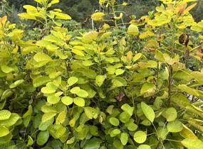 Ruj vlasatá 'Golden Lady' - Cotinus coggygria 'Golden Lady'