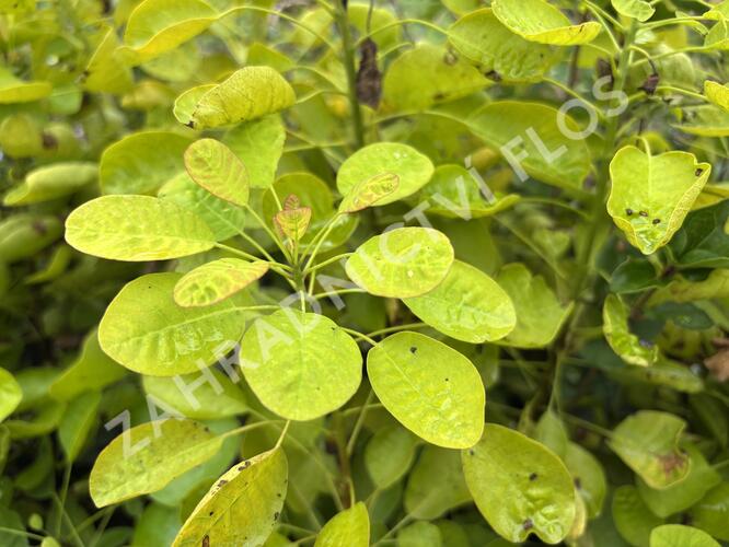 Ruj vlasatá 'Golden Lady' - Cotinus coggygria 'Golden Lady'