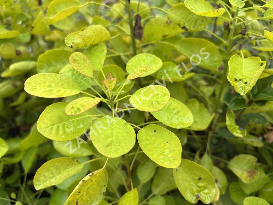 Ruj vlasatá 'Golden Lady' - Cotinus coggygria 'Golden Lady'