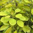 Ruj vlasatá 'Golden Lady' - Cotinus coggygria 'Golden Lady'