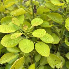 Ruj vlasatá 'Golden Lady' - Cotinus coggygria 'Golden Lady'
