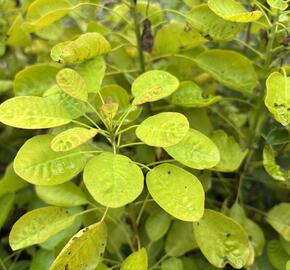 Ruj vlasatá 'Golden Lady' - Cotinus coggygria 'Golden Lady'