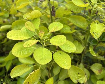 Ruj vlasatá 'Golden Lady'