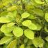 Cotinus coggygria 'Golden Lady'.JPG