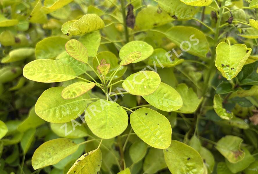 Ruj vlasatá 'Golden Lady' - Cotinus coggygria 'Golden Lady'