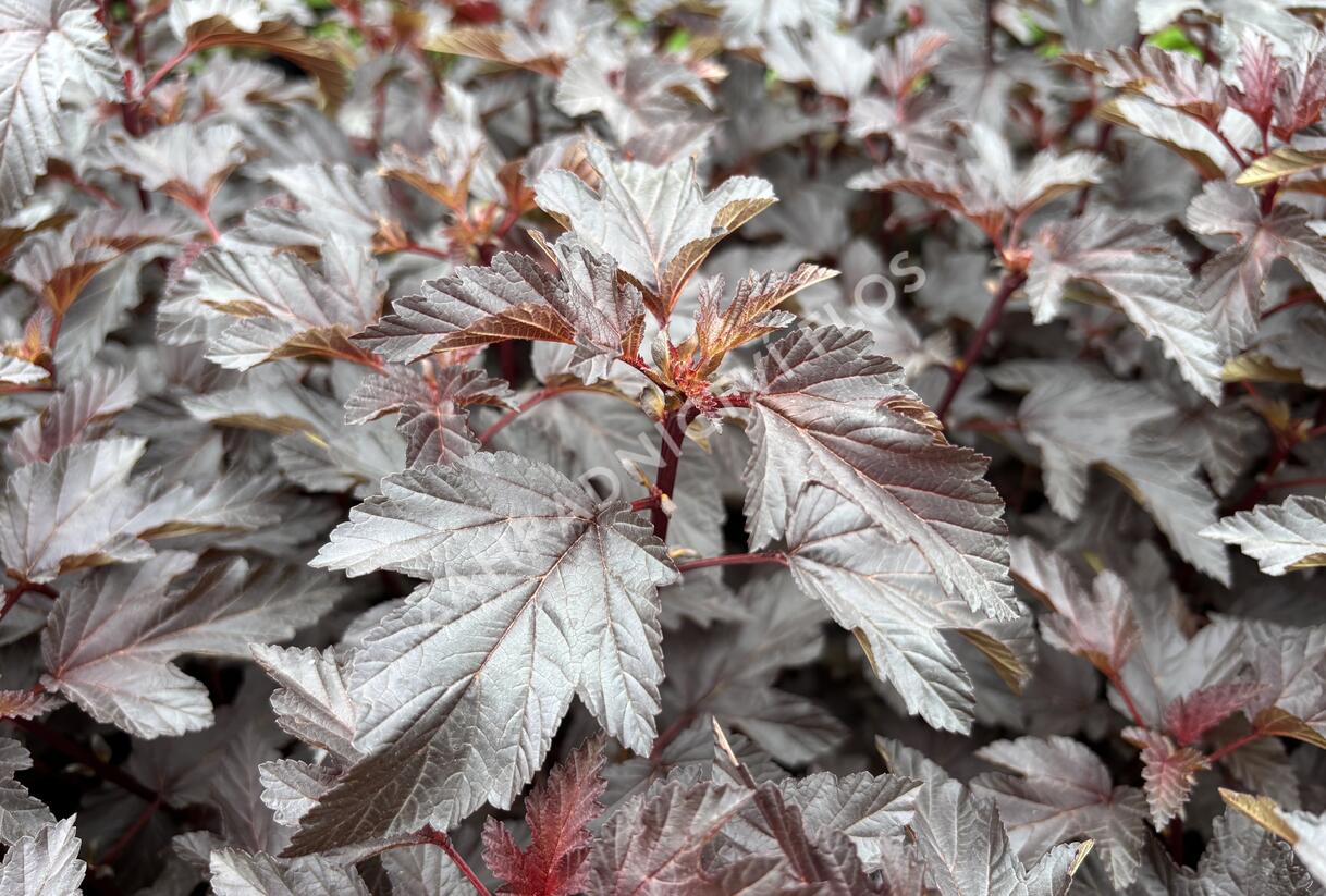 Tavola kalinolistá 'Magic Sunset' - Physocarpus opulifolius 'Magic Sunset'