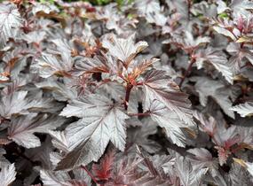 Tavola kalinolistá 'Magic Sunset' - Physocarpus opulifolius 'Magic Sunset'