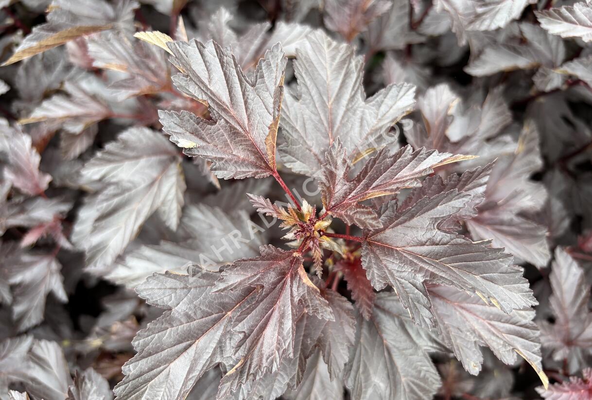 Tavola kalinolistá 'Magic Sunset' - Physocarpus opulifolius 'Magic Sunset'