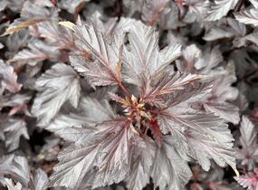 Tavola kalinolistá 'Magic Sunset' - Physocarpus opulifolius 'Magic Sunset'