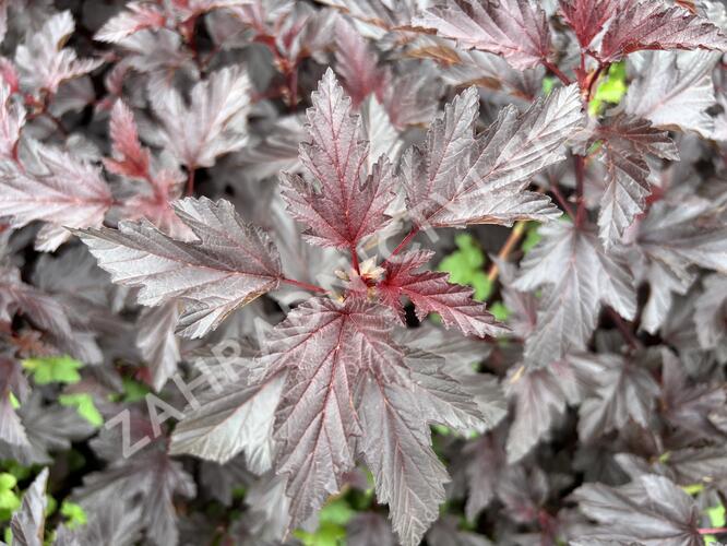 Tavola kalinolistá 'Magic Sunset' - Physocarpus opulifolius 'Magic Sunset'