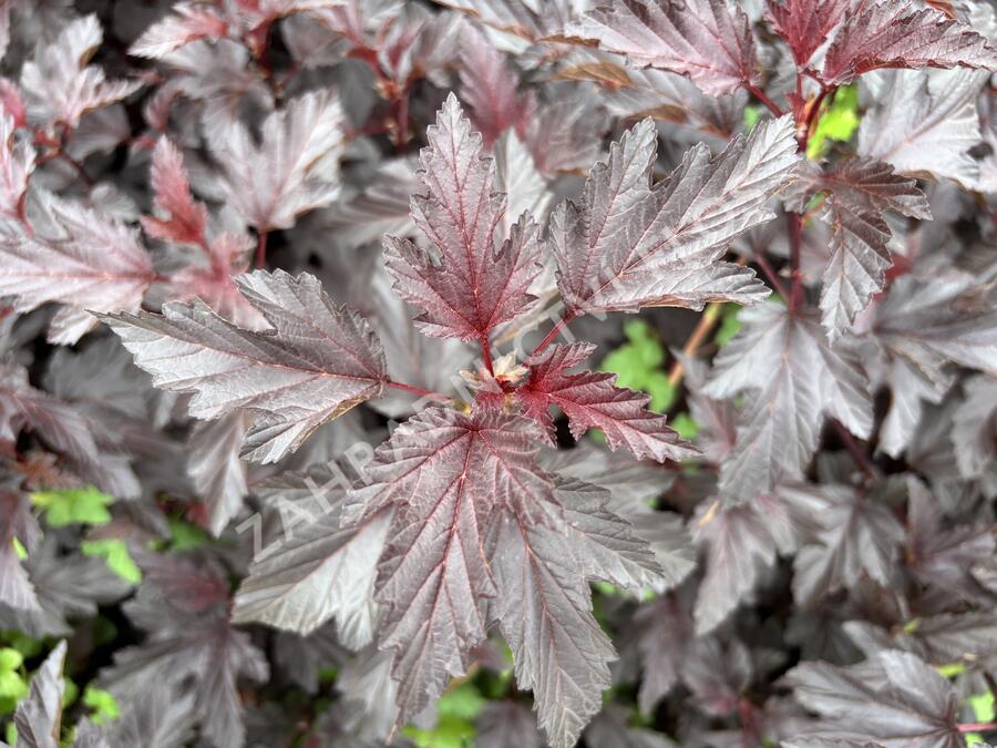Tavola kalinolistá 'Magic Sunset' - Physocarpus opulifolius 'Magic Sunset'