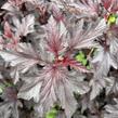 Tavola kalinolistá 'Magic Sunset' - Physocarpus opulifolius 'Magic Sunset'