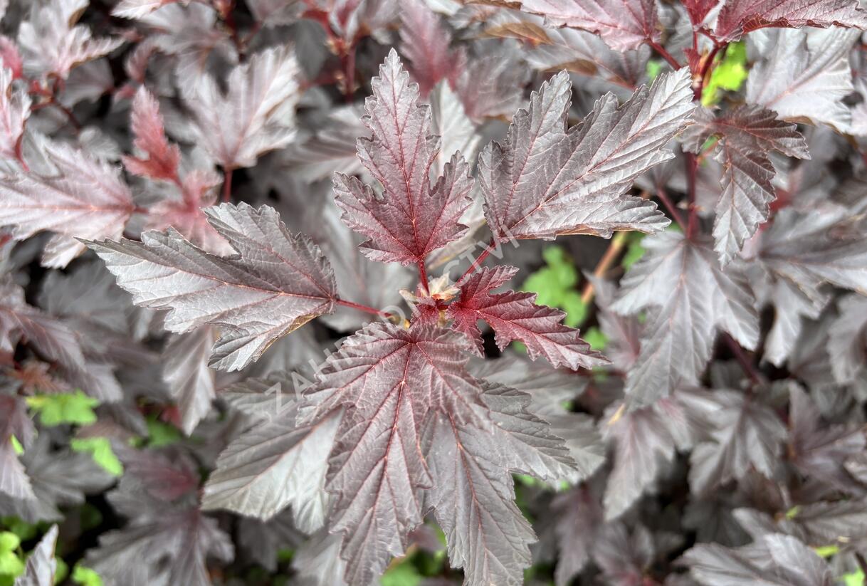 Tavola kalinolistá 'Magic Sunset' - Physocarpus opulifolius 'Magic Sunset'