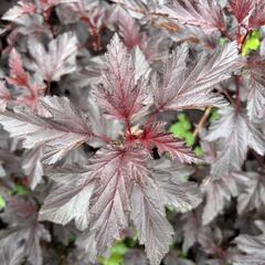 Tavola kalinolistá 'Magic Sunset' - Physocarpus opulifolius 'Magic Sunset'