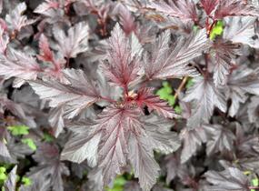 Tavola kalinolistá 'Magic Sunset' - Physocarpus opulifolius 'Magic Sunset'