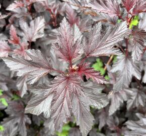 Tavola kalinolistá 'Magic Sunset' - Physocarpus opulifolius 'Magic Sunset'
