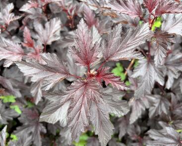 Tavola kalinolistá 'Magic Sunset'