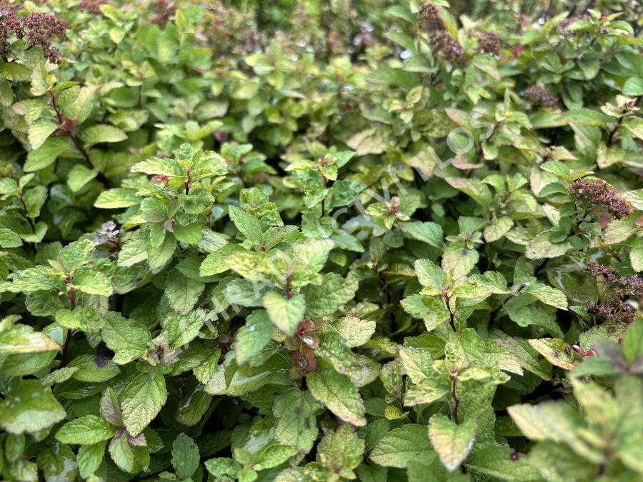 Tavolník japonský 'Merlo star' - Spiraea japonica 'Merlo Star'