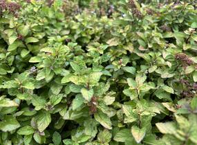 Tavolník japonský 'Merlo star' - Spiraea japonica 'Merlo Star'