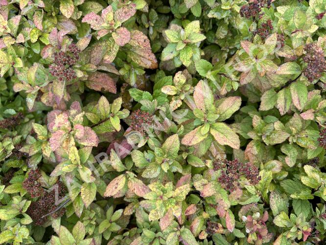 Tavolník japonský 'Merlo star' - Spiraea japonica 'Merlo Star'