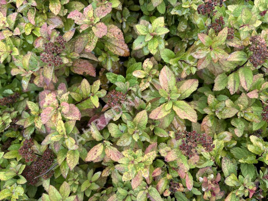 Tavolník japonský 'Merlo star' - Spiraea japonica 'Merlo Star'