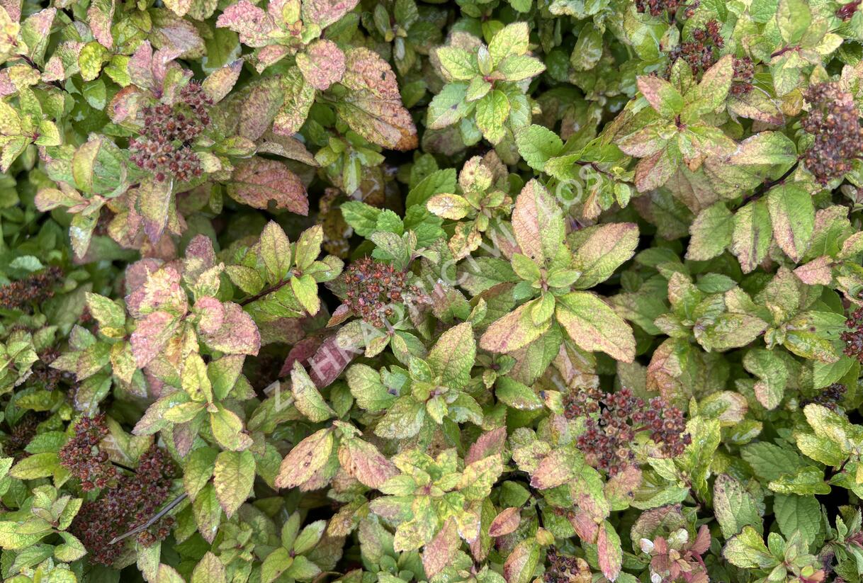 Tavolník japonský 'Merlo star' - Spiraea japonica 'Merlo Star'