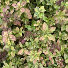 Tavolník japonský 'Merlo star' - Spiraea japonica 'Merlo Star'