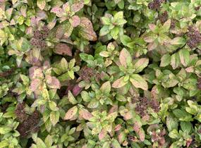 Tavolník japonský 'Merlo star' - Spiraea japonica 'Merlo Star'