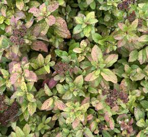 Tavolník japonský 'Merlo star' - Spiraea japonica 'Merlo Star'