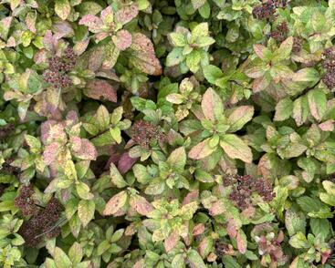 Tavolník japonský 'Merlo star'