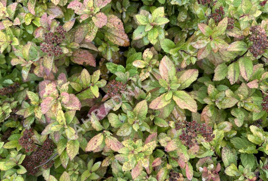 Tavolník japonský 'Merlo star' - Spiraea japonica 'Merlo Star'