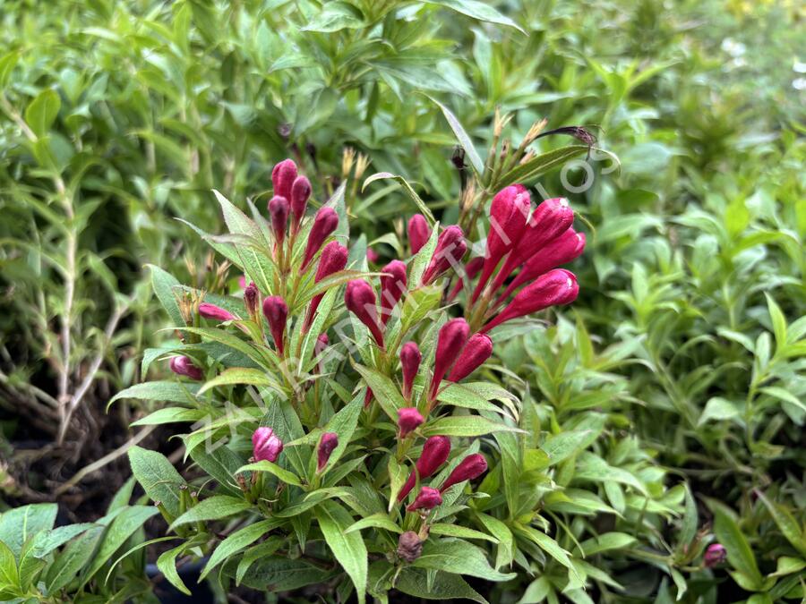 Vajgélie zkřížená 'Picobella Rosso' - Weigela hybrida 'Picobella Rosso'