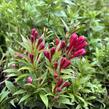 Vajgélie zkřížená 'Picobella Rosso' - Weigela hybrida 'Picobella Rosso'