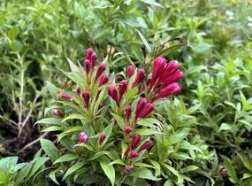 Vajgélie zkřížená 'Picobella Rosso' - Weigela hybrida 'Picobella Rosso'