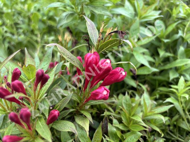 Vajgélie zkřížená 'Picobella Rosso' - Weigela hybrida 'Picobella Rosso'