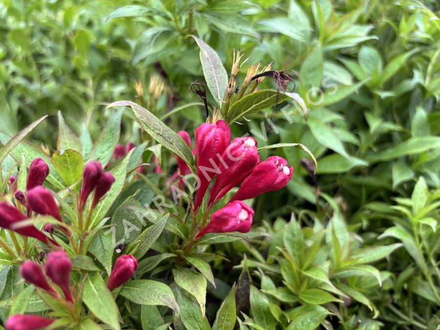 Vajgélie zkřížená 'Picobella Rosso' - Weigela hybrida 'Picobella Rosso'