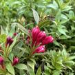 Vajgélie zkřížená 'Picobella Rosso' - Weigela hybrida 'Picobella Rosso'