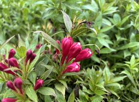 Vajgélie zkřížená 'Picobella Rosso' - Weigela hybrida 'Picobella Rosso'