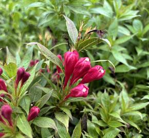 Vajgélie zkřížená 'Picobella Rosso' - Weigela hybrida 'Picobella Rosso'
