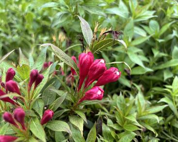 Vajgélie zkřížená 'Picobella Rosso'