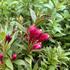 Weigela hybrida 'Picobella Rosso'.JPG