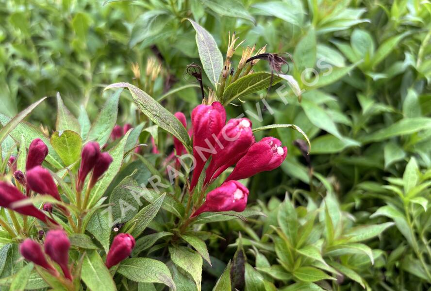 Vajgélie zkřížená 'Picobella Rosso' - Weigela hybrida 'Picobella Rosso'