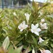 Vajgélie zkřížená 'Picobella Bianco' - Weigela hybrida 'Picobella Bianco'
