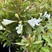 Vajgélie zkřížená 'Picobella Bianco' - Weigela hybrida 'Picobella Bianco'