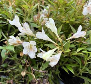 Vajgélie zkřížená 'Picobella Bianco' - Weigela hybrida 'Picobella Bianco'