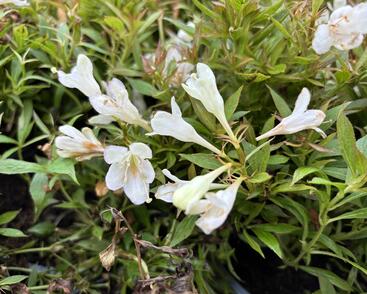 Vajgélie zkřížená 'Picobella Bianco'