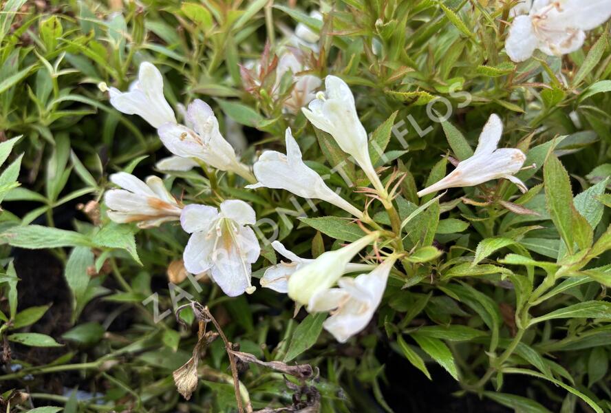 Vajgélie zkřížená 'Picobella Bianco' - Weigela hybrida 'Picobella Bianco'