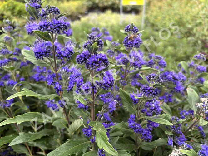 Ořechokřídlec clandonský 'Grand Blue' (Inoveris) - Caryopteris clandonensis 'Grand Blue' (Inoveris)
